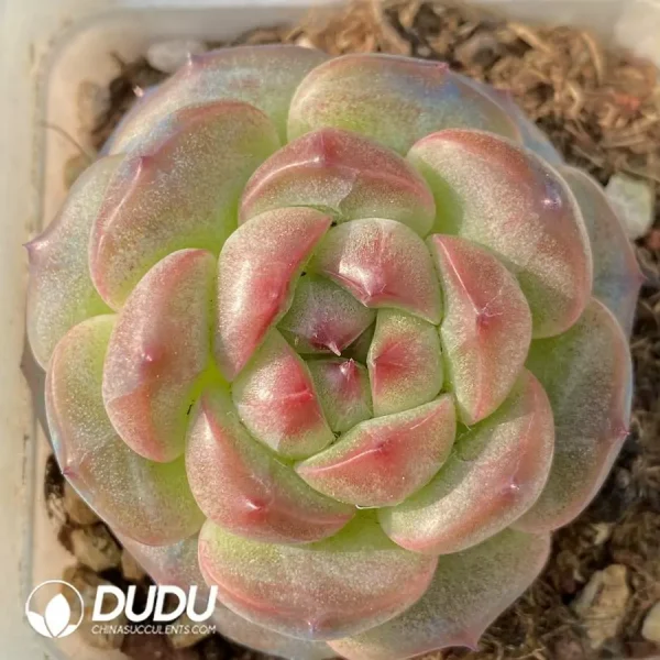 1756118463-e201-115.webp Echeveria Qiangdi - Image 1