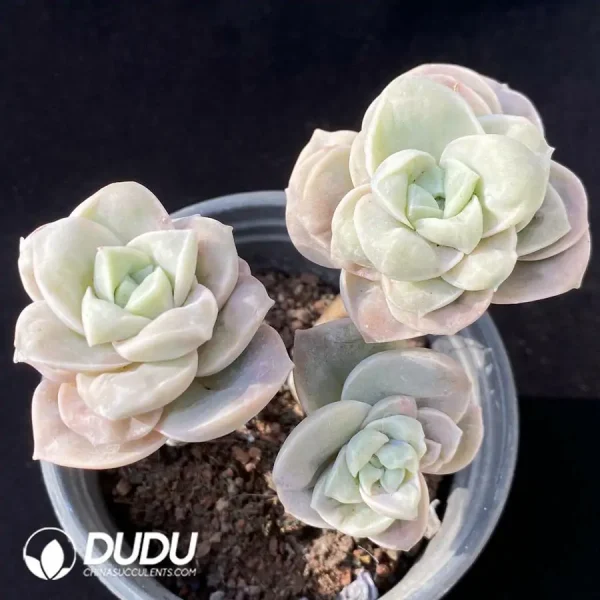 1756118465-e201-117.webp Echeveria Lovely Rose Clustering (with tumor) - Image 1