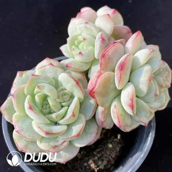 Echeveria vanilla Clustering - Image 1