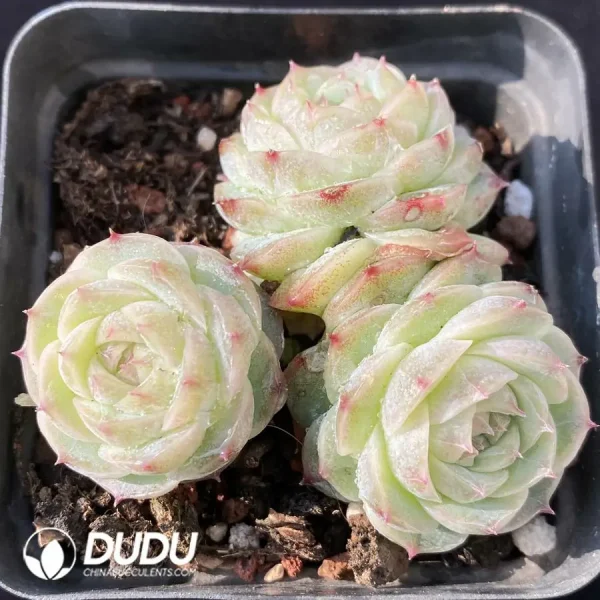 1756118479-e201-133.webp Echeveria Ocean Mystery clustering - Image 1