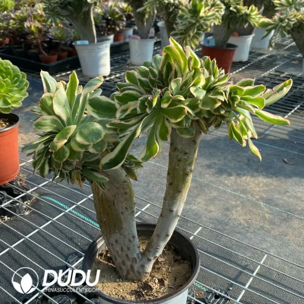 Aeonium Undulatum Cristata NO.1 - Image 3