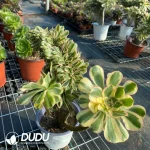 Aeonium Undulatum Cristata NO.3