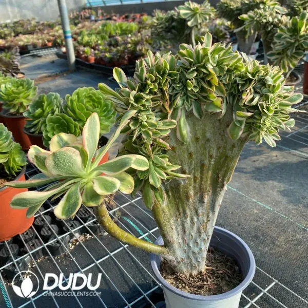 Aeonium Undulatum Cristata NO.3 - Image 2