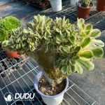 Aeonium Undulatum Cristata NO.3 - Image 4