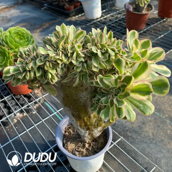 Aeonium Undulatum Cristata NO.3 - Image 4