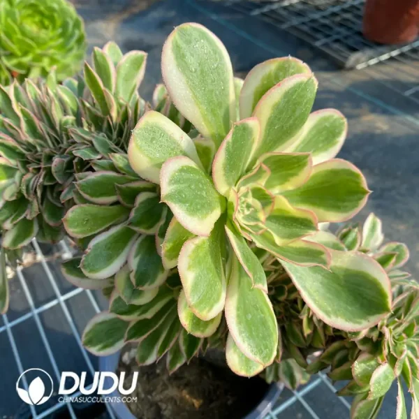 Aeonium Undulatum Cristata NO.4 - Image 2