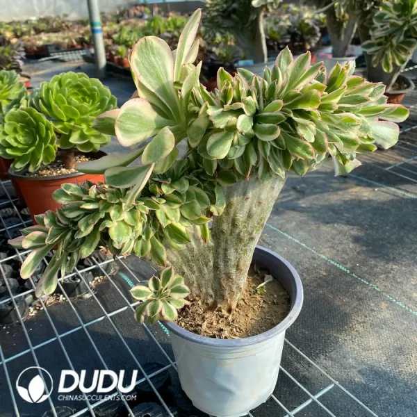 Aeonium Undulatum Cristata NO.4 - Image 3