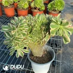 Aeonium Undulatum var. Cristata-11