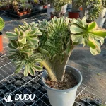 Aeonium Undulatum var. Cristata-11 - Image 2