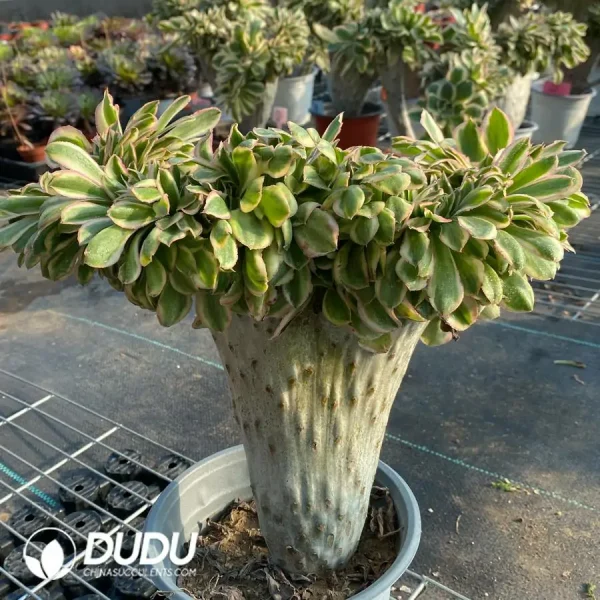 Aeonium Undulatum var. Cristata-11 - Image 3