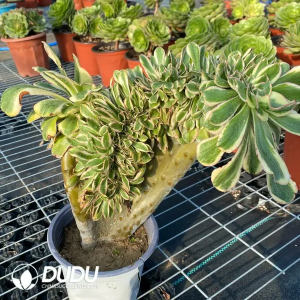 Aeonium Undulatum var. Cristata-15 - Image 1