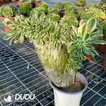 Aeonium Undulatum var. Cristata-15 - Image 2