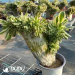 Aeonium Undulatum var. Cristata-15 - Image 4