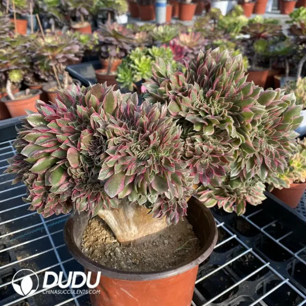1756118506-e201-151.webp Aeonium Godness Cristata-3 - Image 1