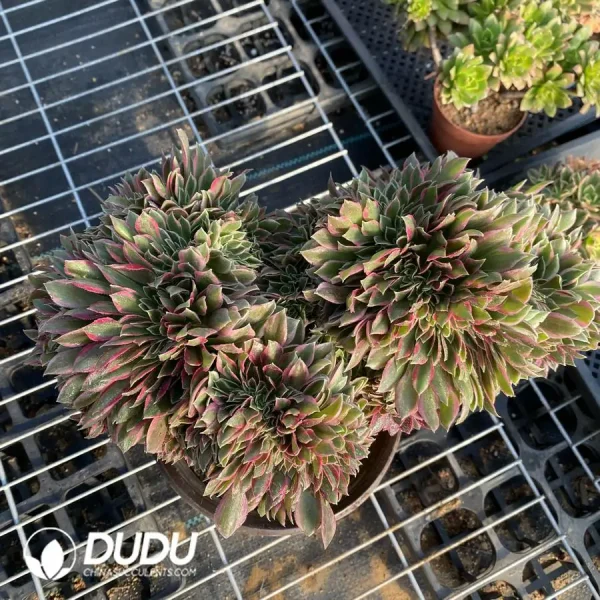 1756118507-e202-151.webp Aeonium Godness Cristata-3 - Image 2
