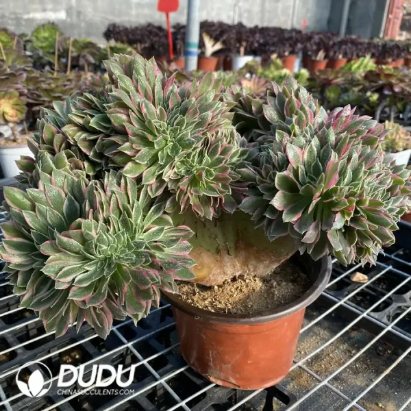 1756118508-e203-17.webp Aeonium Godness Cristata-3 - Image 3