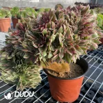 Aeonium Godness Cristata-5