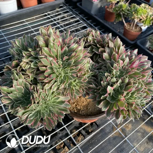 1756118509-e204-13.webp Aeonium Godness Cristata-3 - Image 4