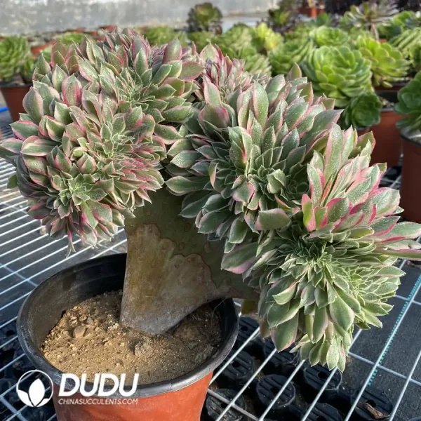 Aeonium Godness Cristata-5 - Image 2