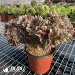 Aeonium Godness Cristata-6