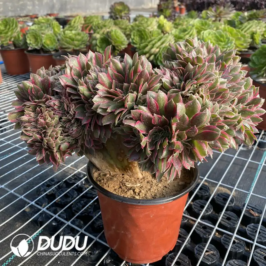 1756118513-e201-154.webp Aeonium Godness Cristata-6 - Image 1