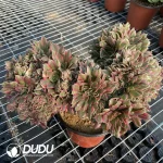 Aeonium Godness Cristata-6 - Image 2