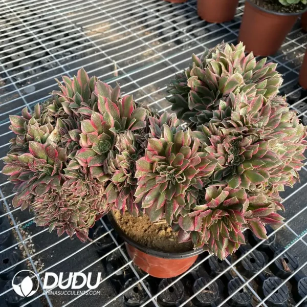 Aeonium Godness Cristata-6 - Image 2