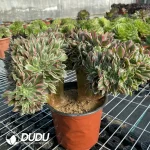 Aeonium Godness Cristata-6 - Image 3