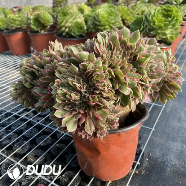 Aeonium Godness Cristata-7 - Image 1