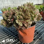 Aeonium Godness Cristata-7 - Image 4