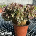 Aeonium Godness Cristata-8