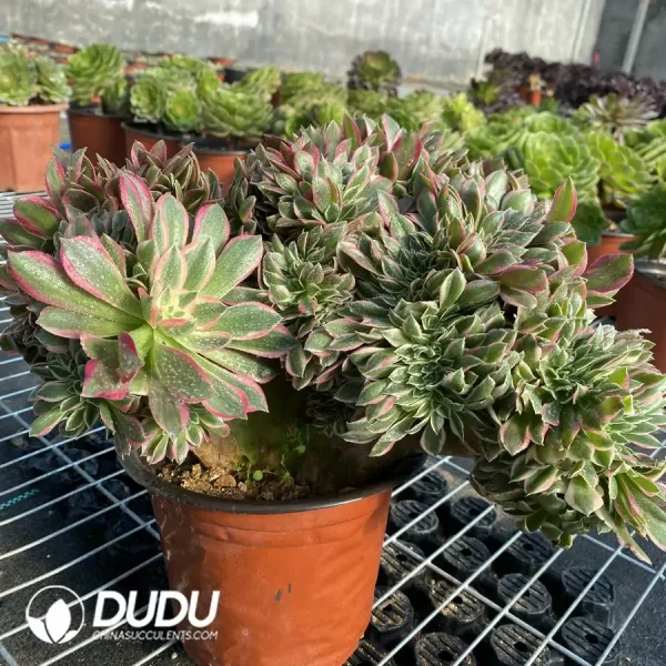 Aeonium Godness Cristata-8 - Image 2