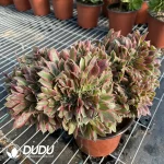 Aeonium Godness Cristata-8 - Image 4