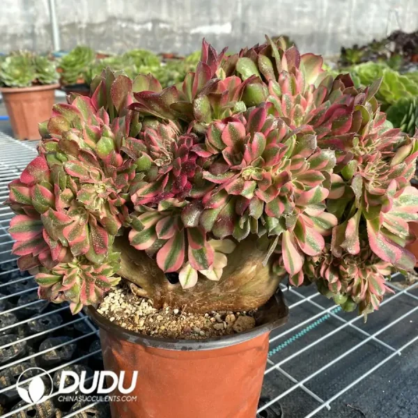1756118526-e201-159.webp Aeonium Godness Cristata-11 - Image 1