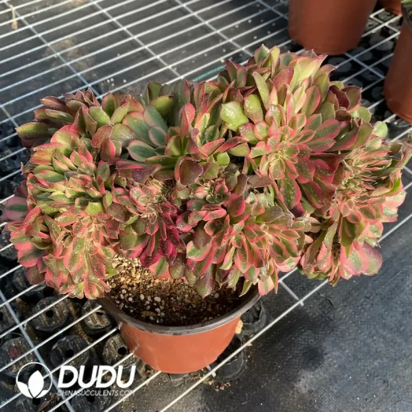 1756118527-e202-159-1.webp Aeonium Godness Cristata-11 - Image 2