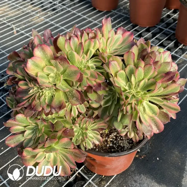 1756118528-e203-25.webp Aeonium Godness Cristata-11 - Image 3
