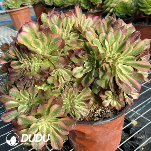 1756118529-e204-21.webp Aeonium Godness Cristata-11 - Image 4