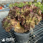 Aeonium Athena Cristata-11