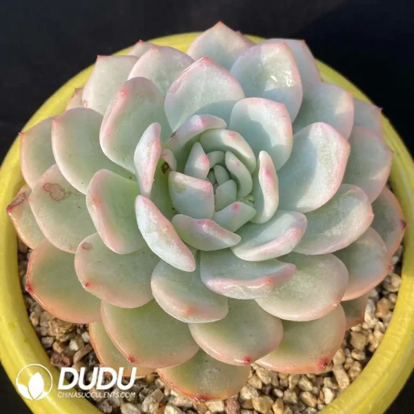 Echeveria Monroe Variegated - Image 1