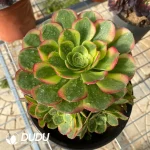 200MM Aeonium Halloween White Variegated Clustering