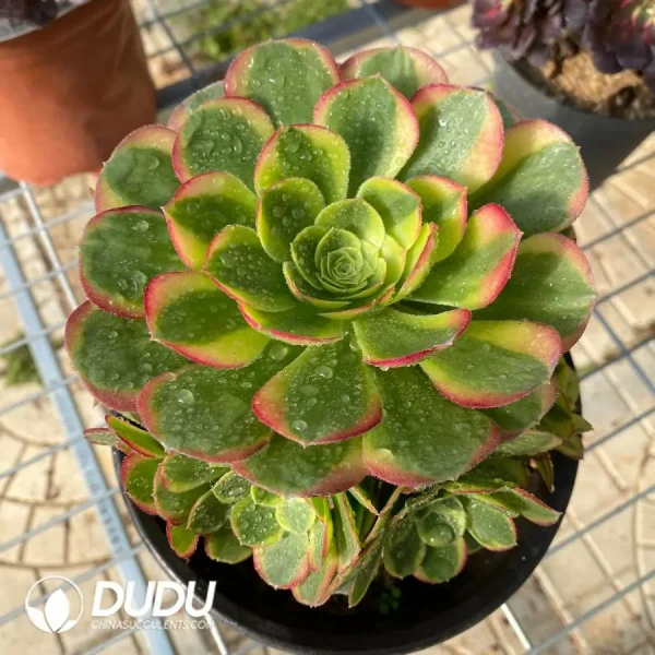 200MM Aeonium Halloween White Variegated Clustering - Image 1