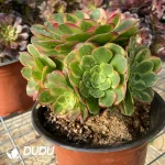 200MM Aeonium Halloween White Variegated Clustering - Image 2