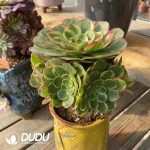 200MM Aeonium Halloween White Variegated Clustering - Image 3