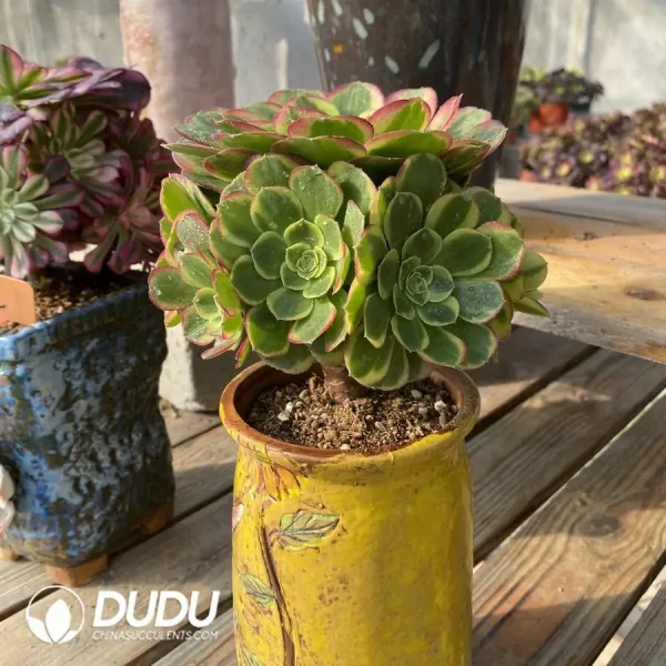 200MM Aeonium Halloween White Variegated Clustering - Image 4