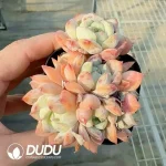 Echeveria Bluebird Champagne Clustering