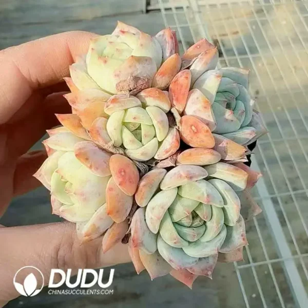 Echeveria Bluebird Champagne Clustering - Image 2