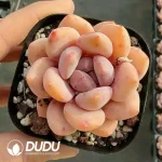 Echeveria Guozhiyuan