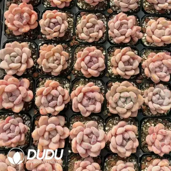 Echeveria Guozhiyuan - Image 2
