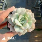 Echeveria Deren Oliver Variegated