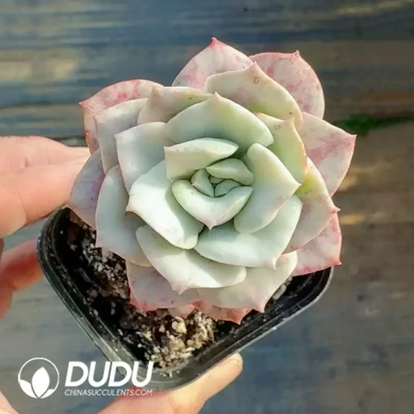 Echeveria Deren Oliver Variegated - Image 2
